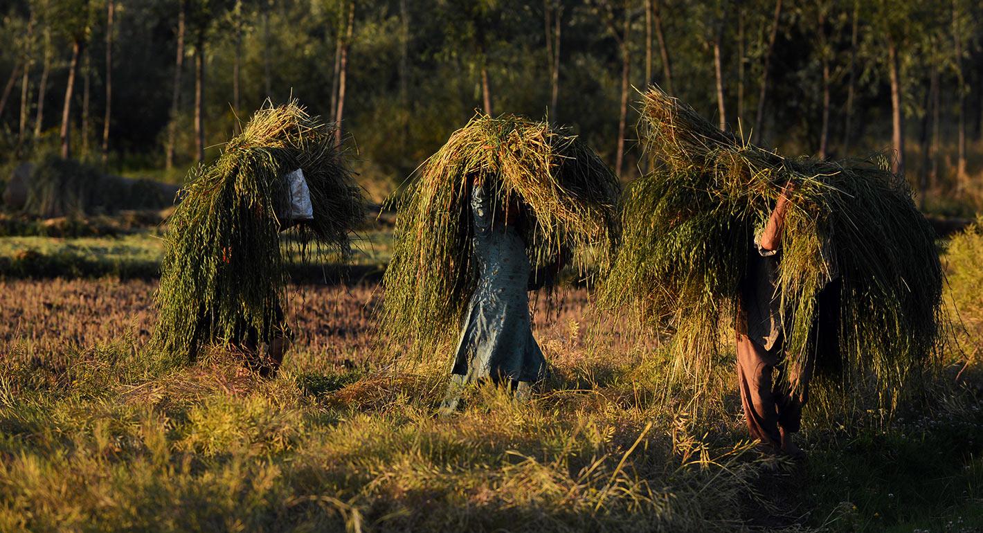 Tracking Reforms in Land Leasing and Change in Land Use: Insights From Gujarat and Karnataka
