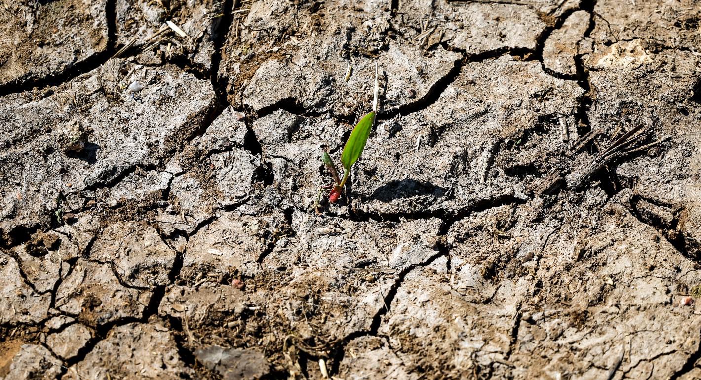 Assessing Climate Adaptation Plans in the Middle East and North Africa