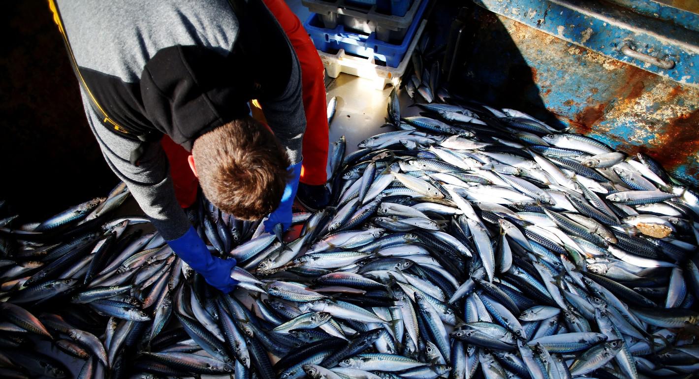The Fish That Ate an Agreement: How Migrating Mackerel Undermine International Fisheries Cooperation