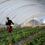 The Maghreb and the Global Economic Crisis: When Does the Tunnel End?